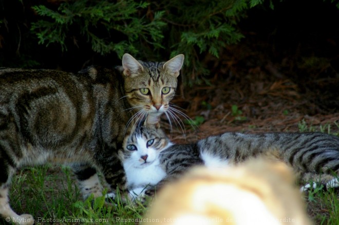 Photo de Chat domestique