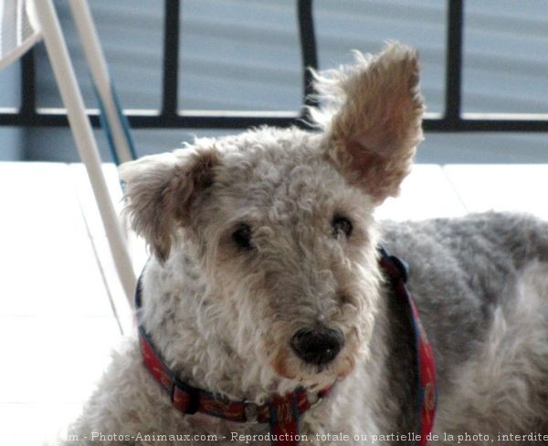 Photo de Fox terrier  poil dur