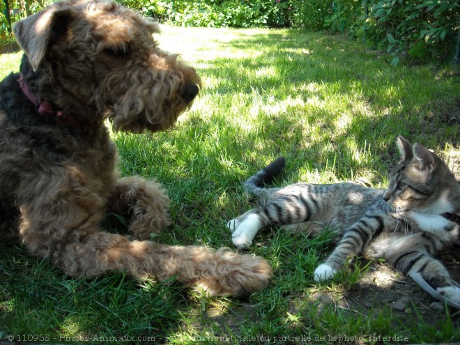 Photo de Races diffrentes