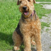 Photo d'Airedale terrier