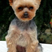 Photo de Yorkshire terrier