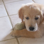 Photo de Golden retriever