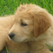 Photo de Golden retriever