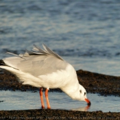 Photo de Mouette