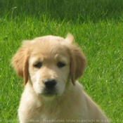 Photo de Golden retriever