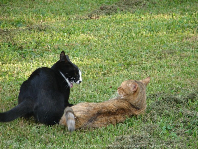 Photo de Chat domestique