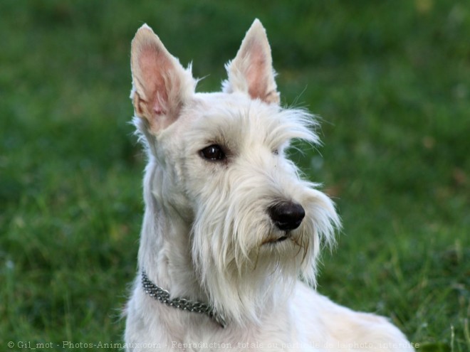 Photo de Scottish terrier