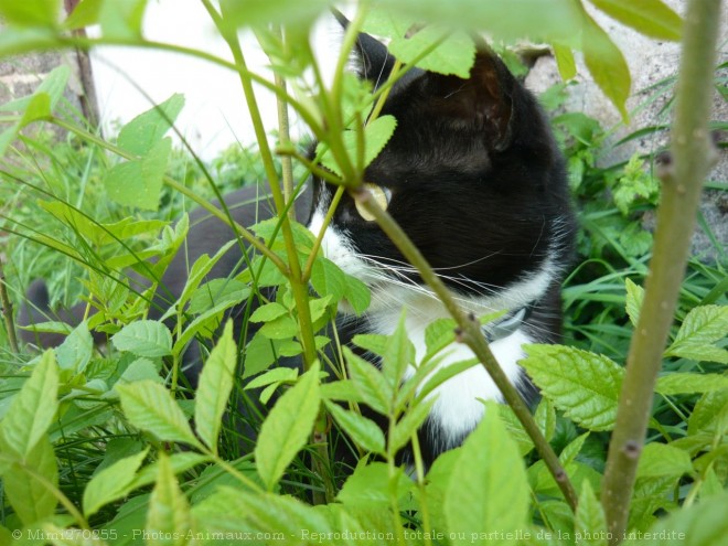 Photo de Chat domestique