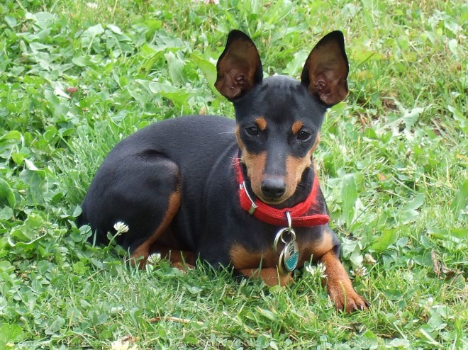 Photo de Pinscher nain