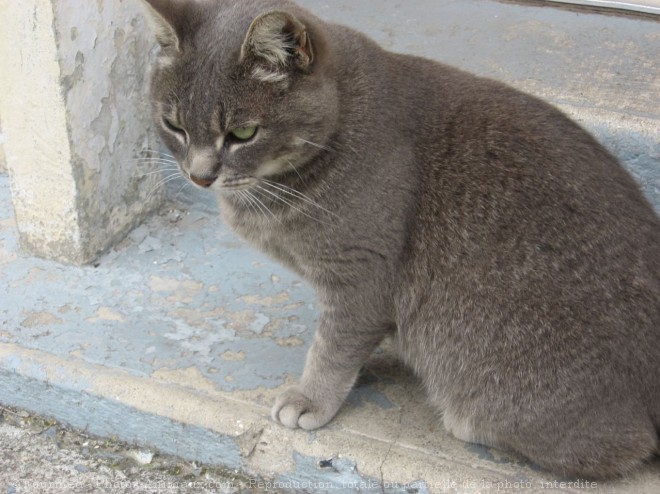 Photo de Chat domestique