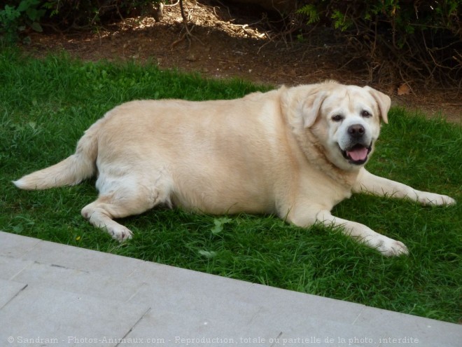 Photo de Labrador retriever