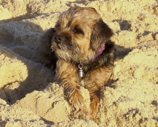 Photo de Border terrier