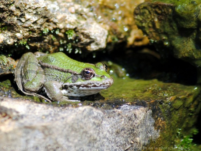 Photo de Grenouille