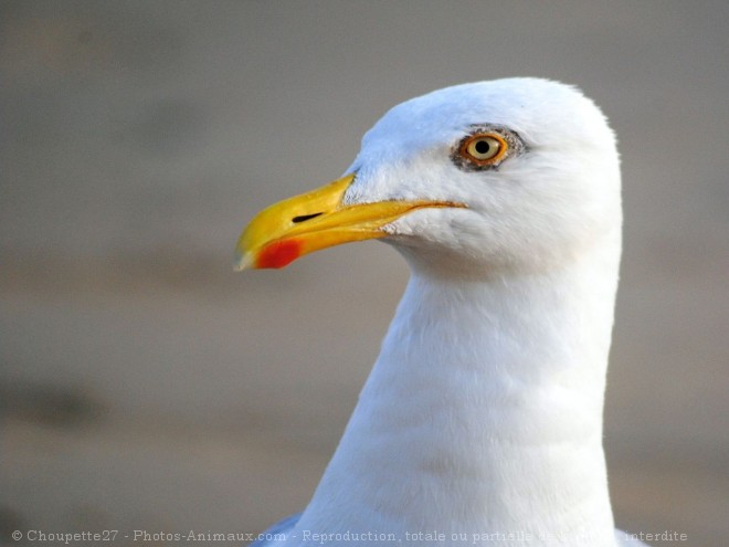 Photo de Goeland