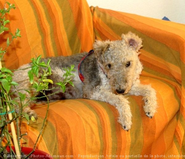 Photo de Fox terrier  poil dur