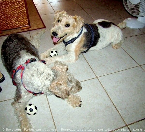 Photo de Fox terrier  poil dur