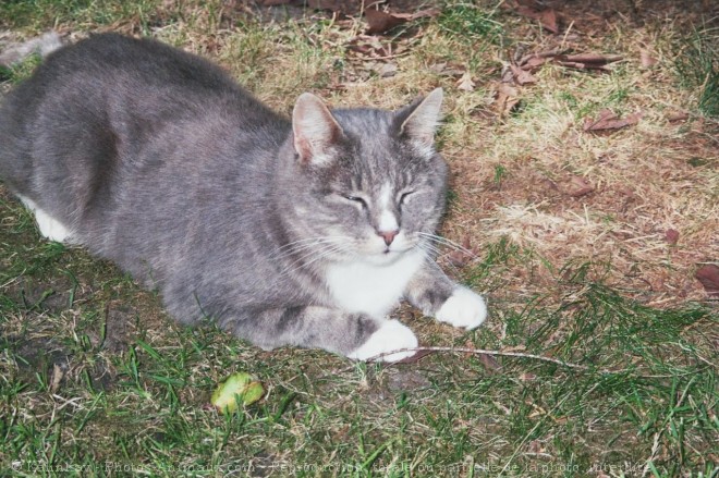 Photo de Chat domestique