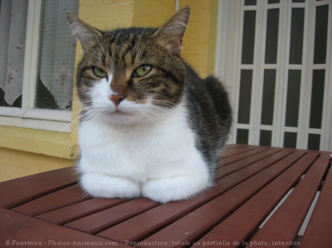 Photo de Chat domestique