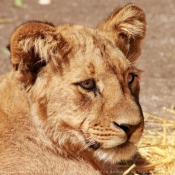 Photo de Lion