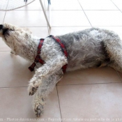 Photo de Fox terrier  poil dur