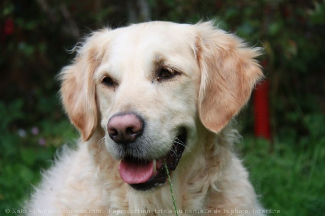 Photo de Golden retriever