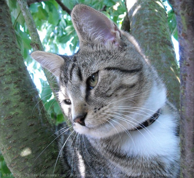 Photo de Chat domestique