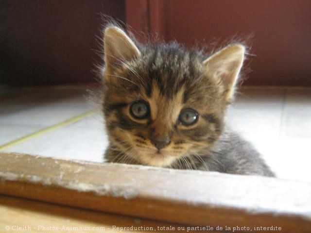 Photo de Chat domestique