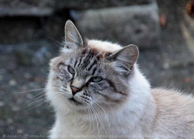 Photo de Chat domestique