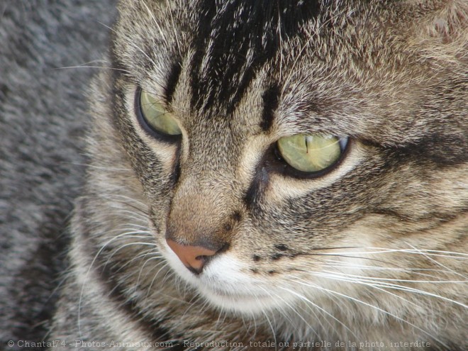 Photo de Chat domestique