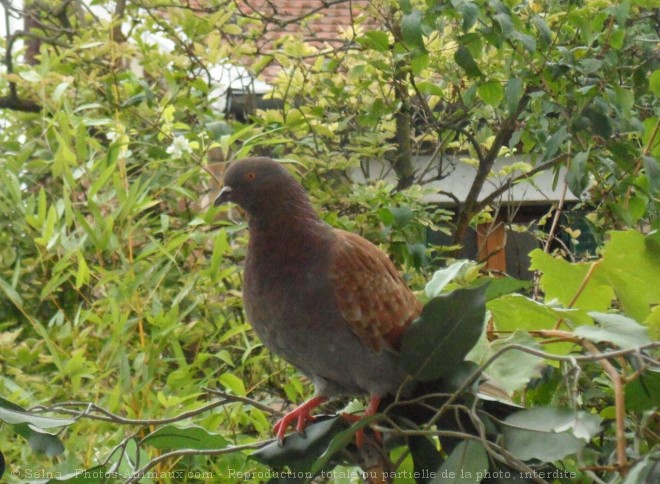 Photo de Pigeon