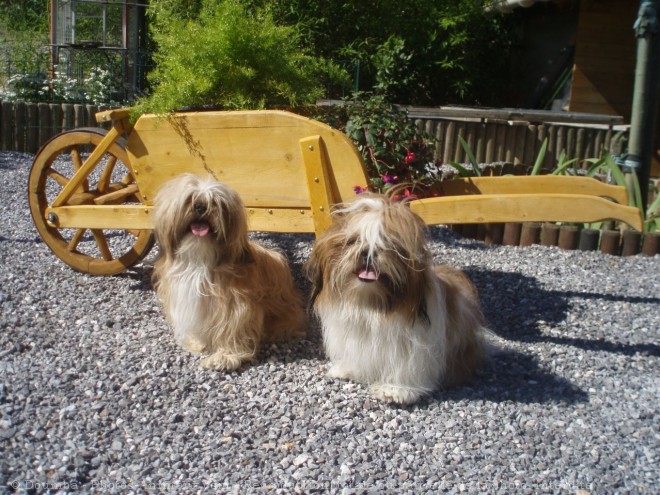 Photo de Shih tzu