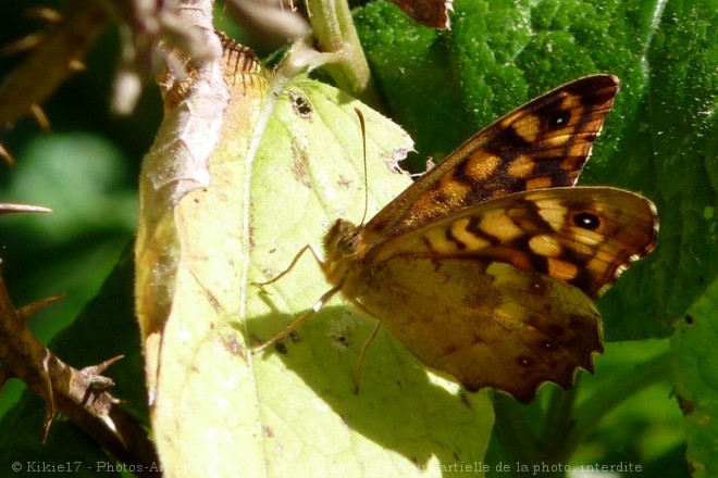 Photo de Papillon