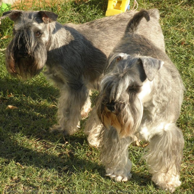 Photo de Schnauzer nain