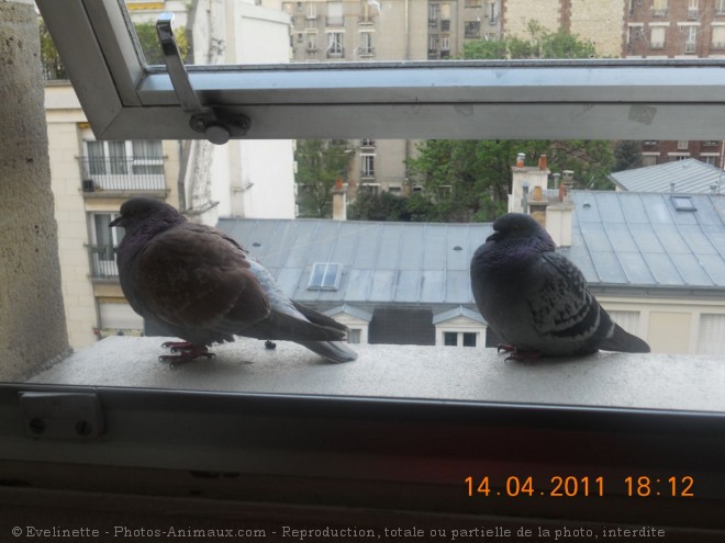 Photo de Pigeon