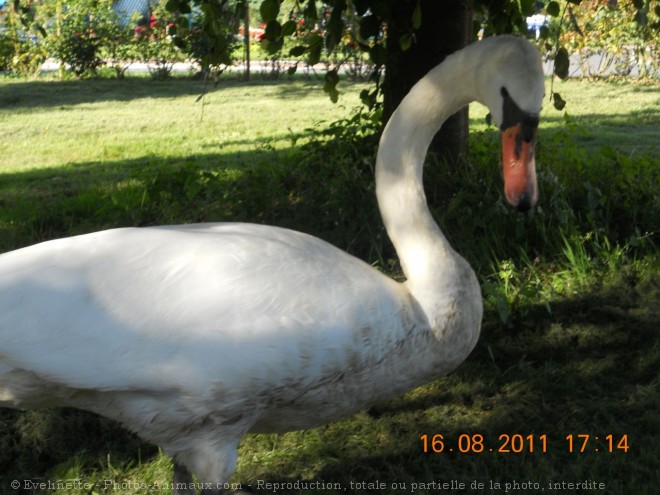 Photo de Cygne