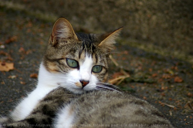 Photo de Chat domestique