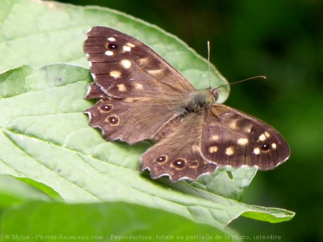 Photo de Papillon