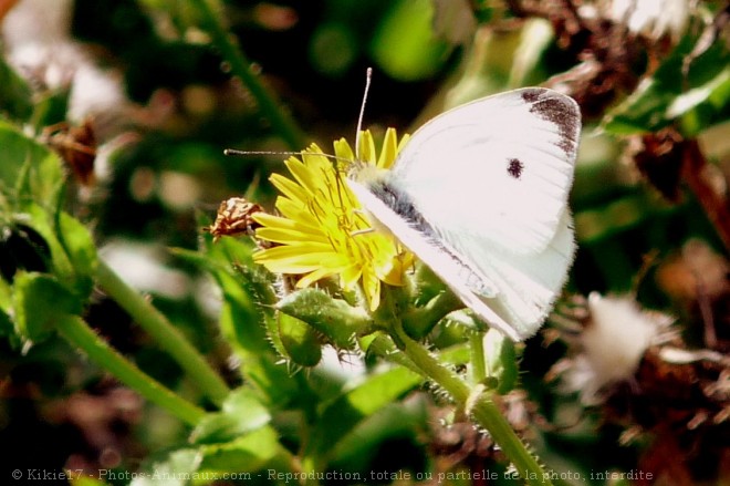 Photo de Papillon