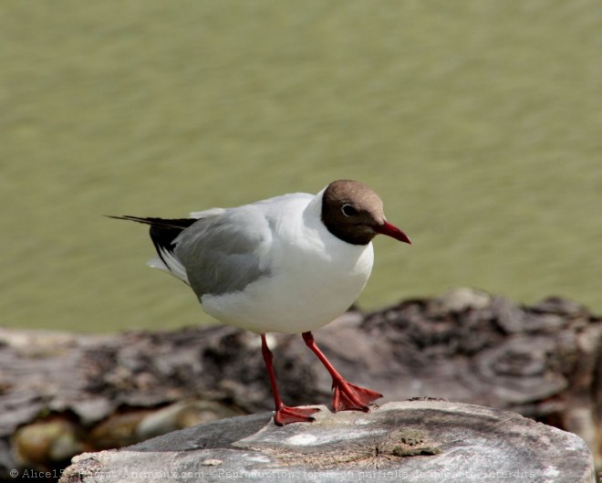 Photo de Mouette