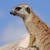 Photo de Suricate