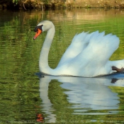 Photo de Cygne