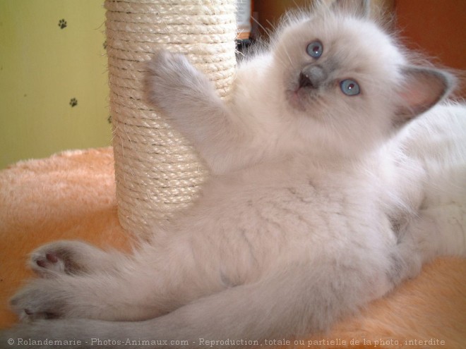 Photo de Ragdoll