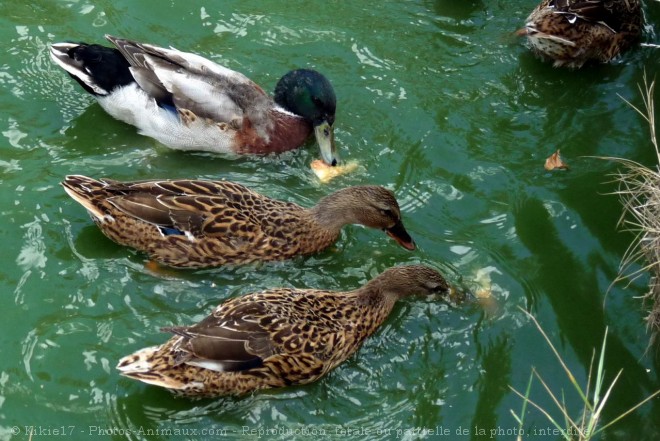 Photo de Canard colvert