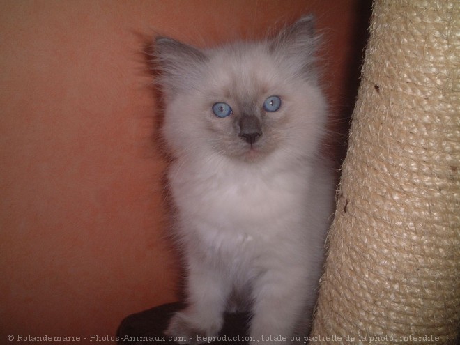 Photo de Ragdoll