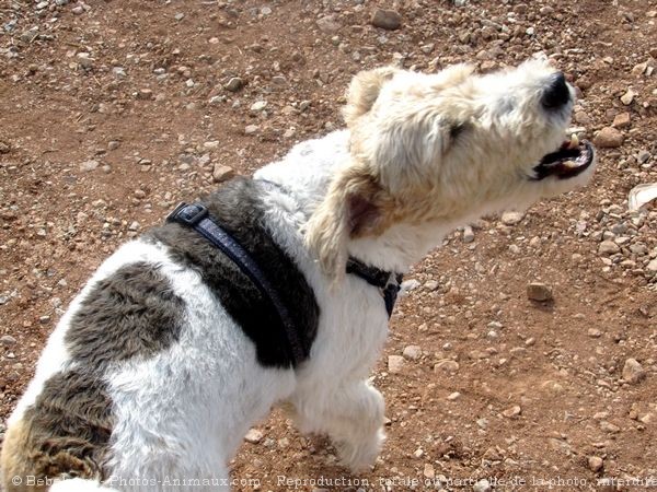 Photo de Fox terrier  poil dur