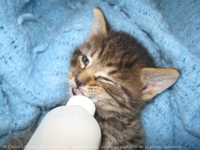 Photo de Chat domestique