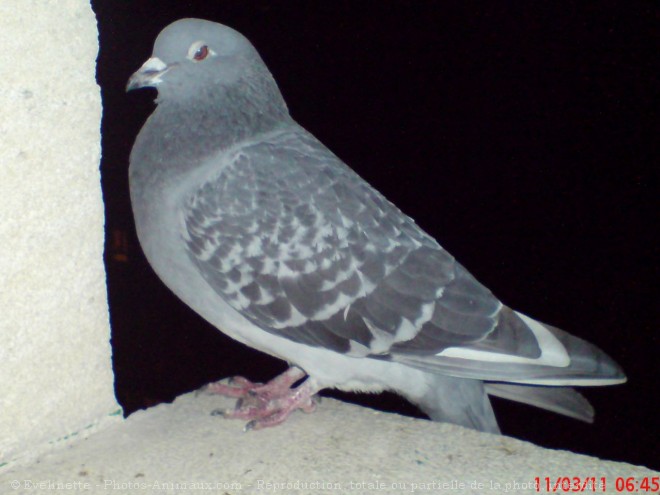 Photo de Pigeon