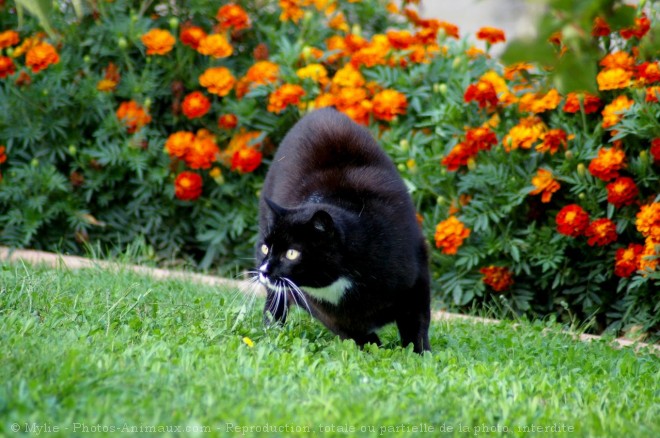 Photo de Chat domestique