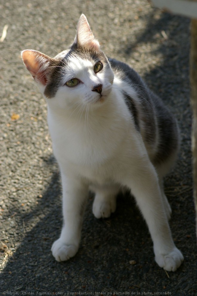 Photo de Chat domestique