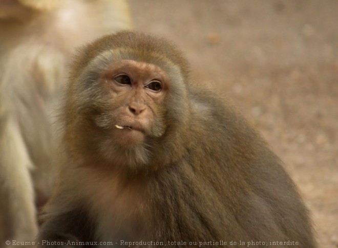 Photo de Singe - macaque